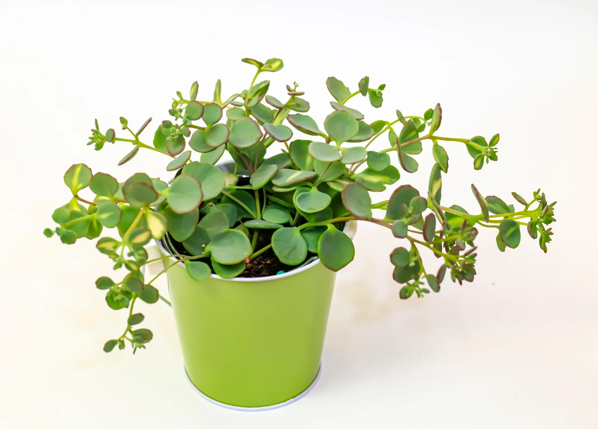 Chinese money plant