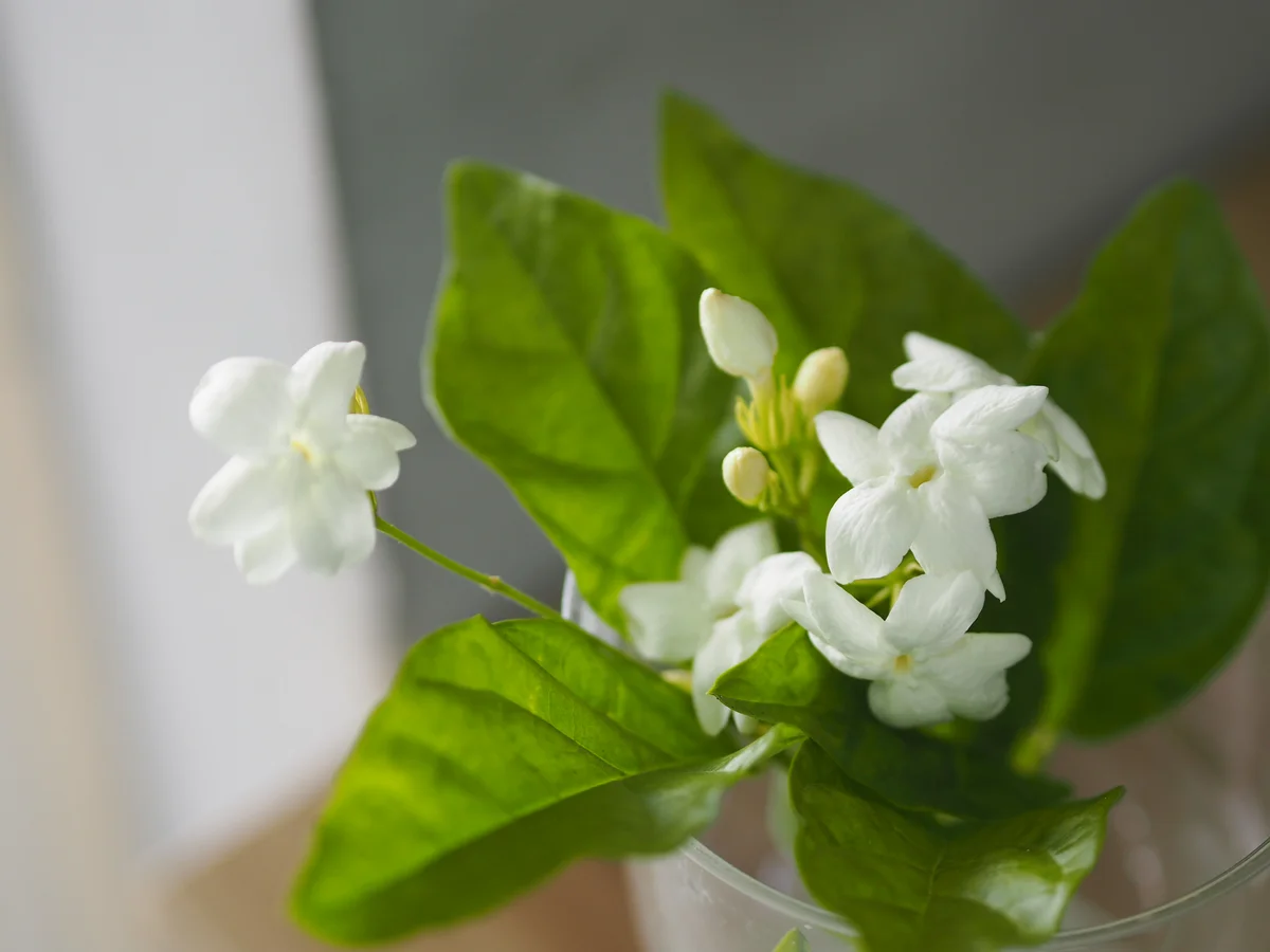 Jasmine house plant