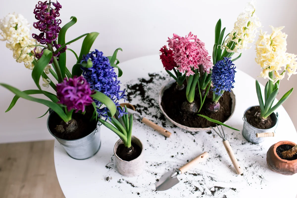 repotting hyacinth flowers
