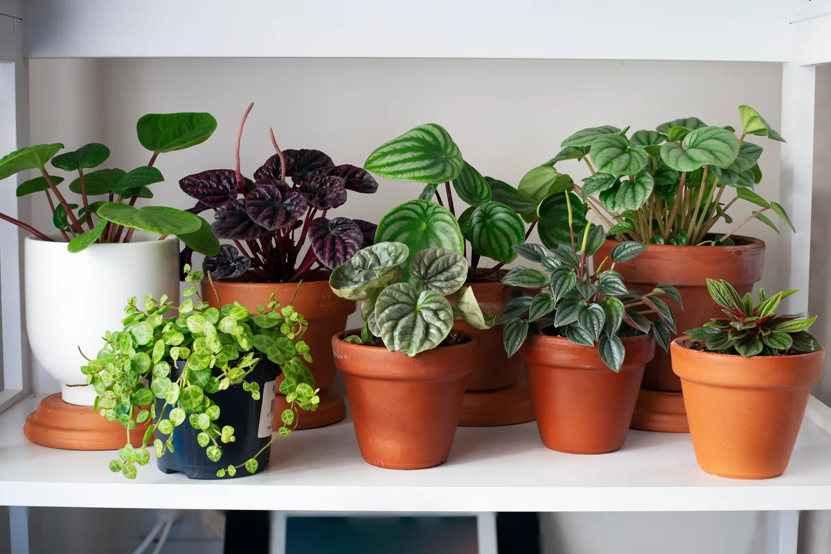 assorted potted plants