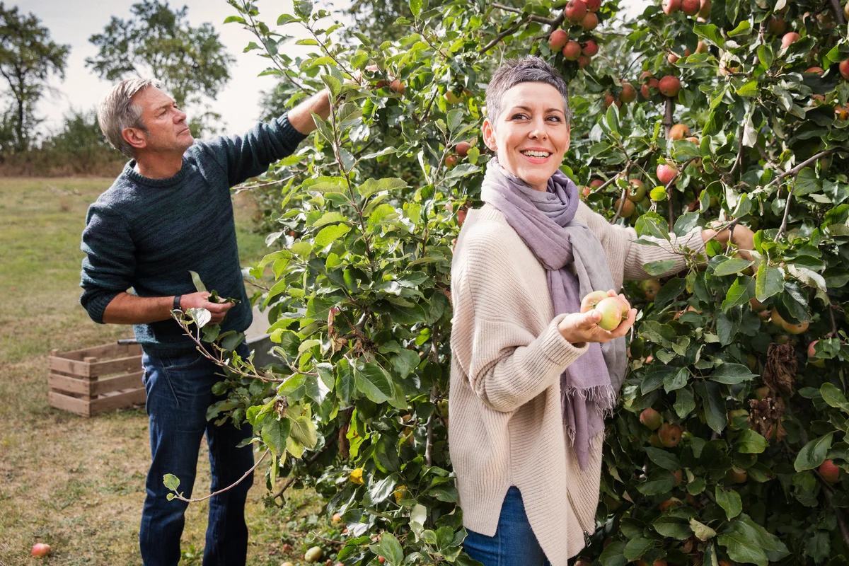 Woman wearing cozy sweater while picking apples with husband