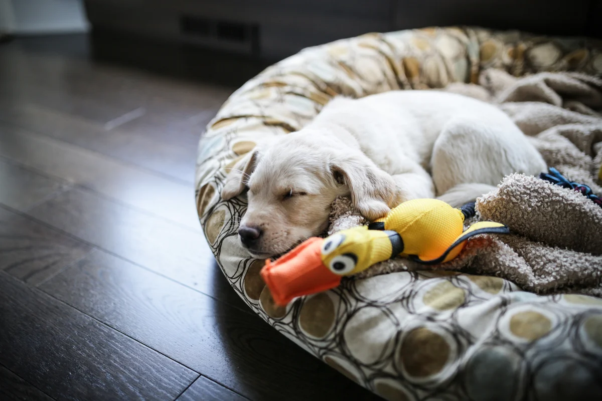 Puppy sleeping in bed with dog toys