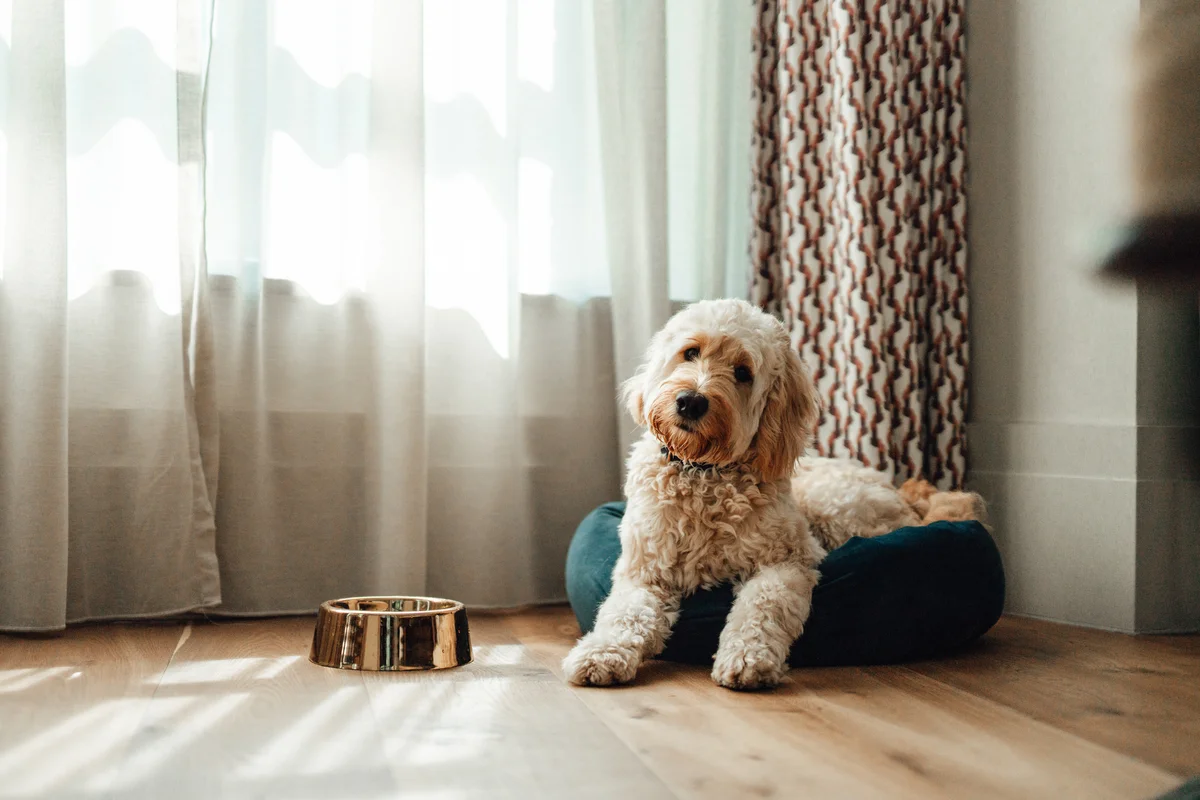 Hypoallergenic labradoodle