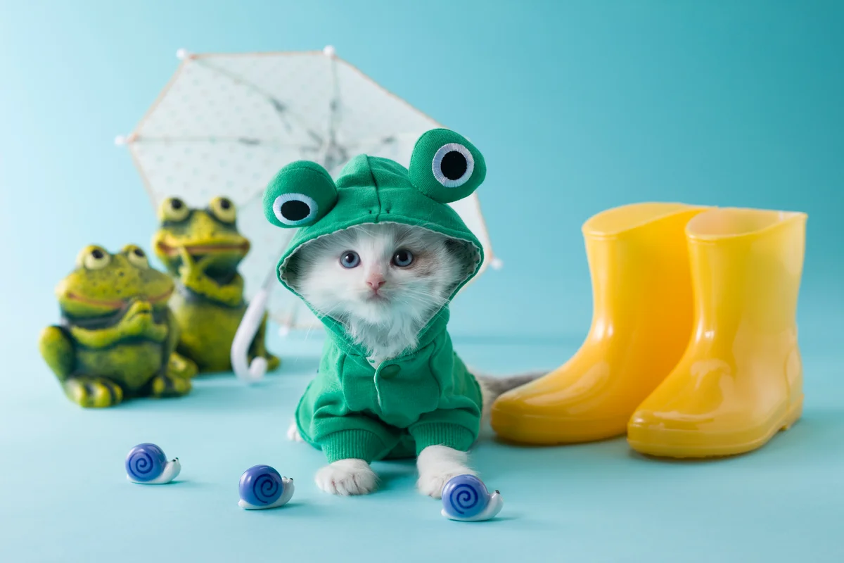 ragdoll kitten dressed up as a frog