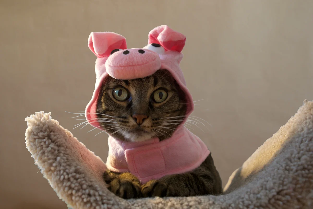 cat wearing pig costume