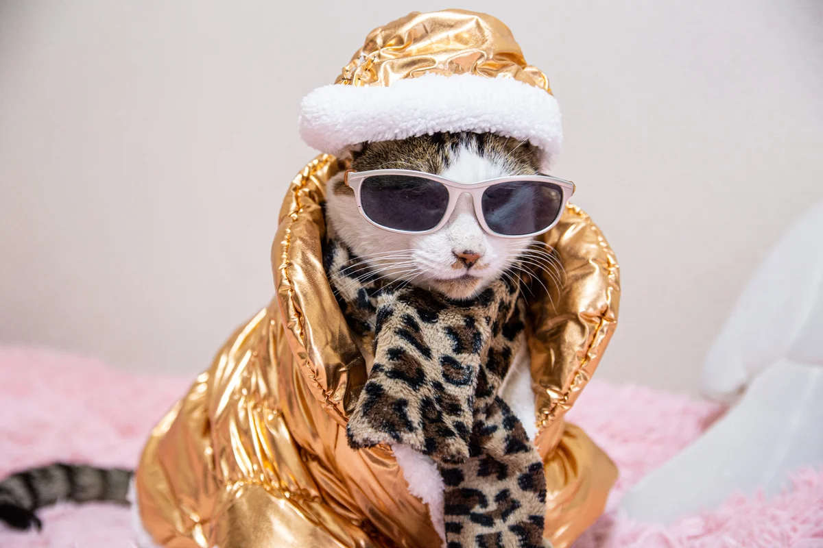 Cat wearing gold metallic jacket