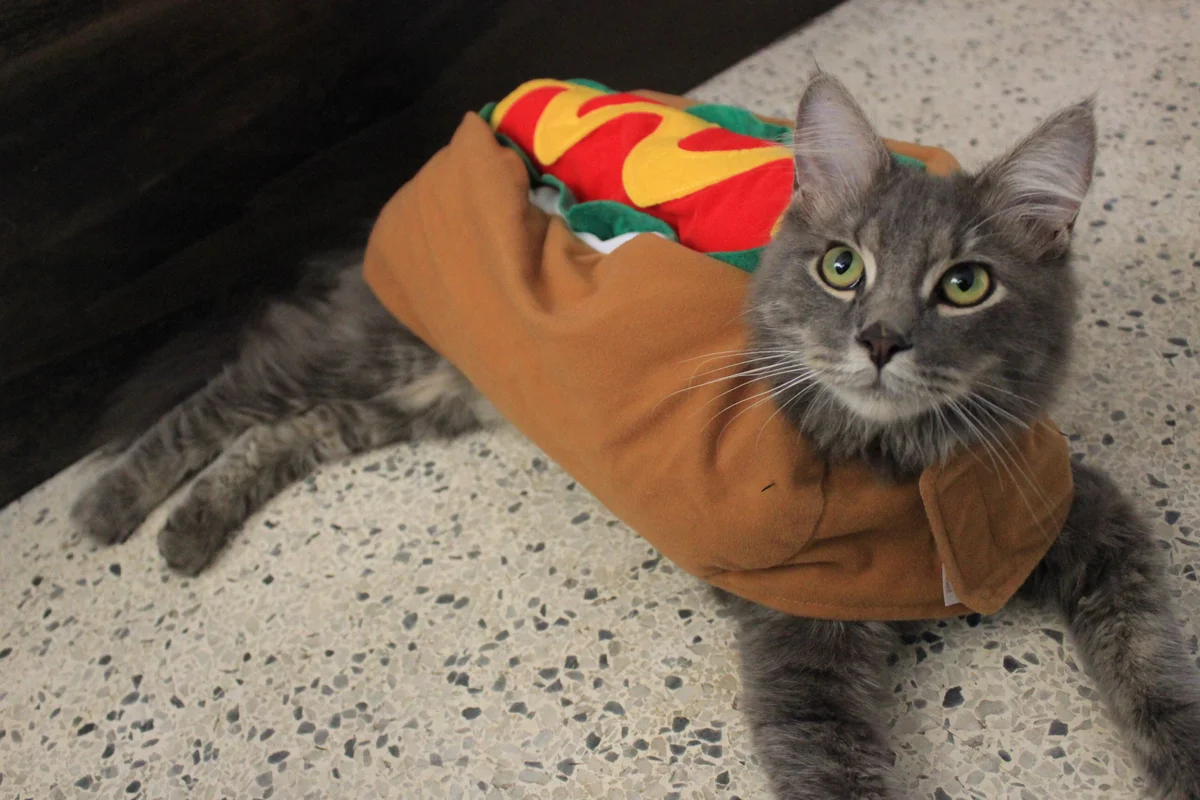 Cat wearing hot dog costume