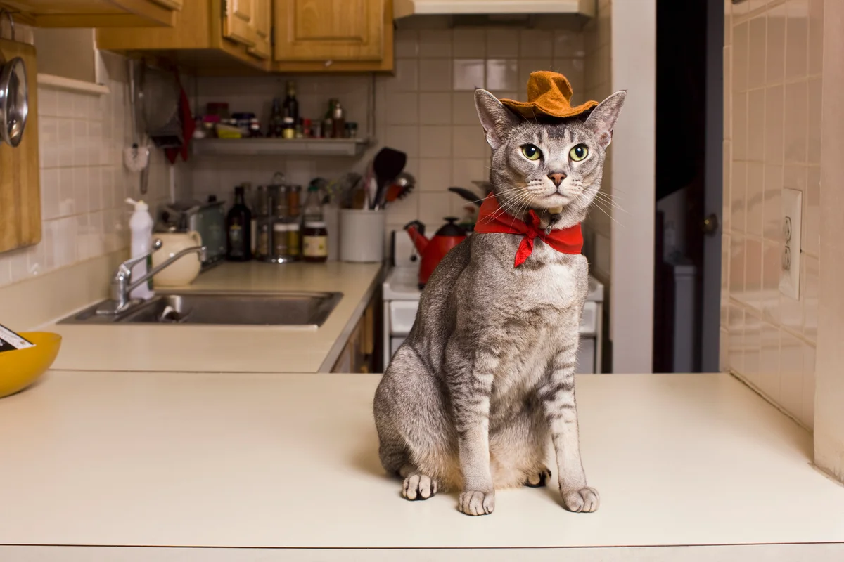Cat wearing cowboy costume