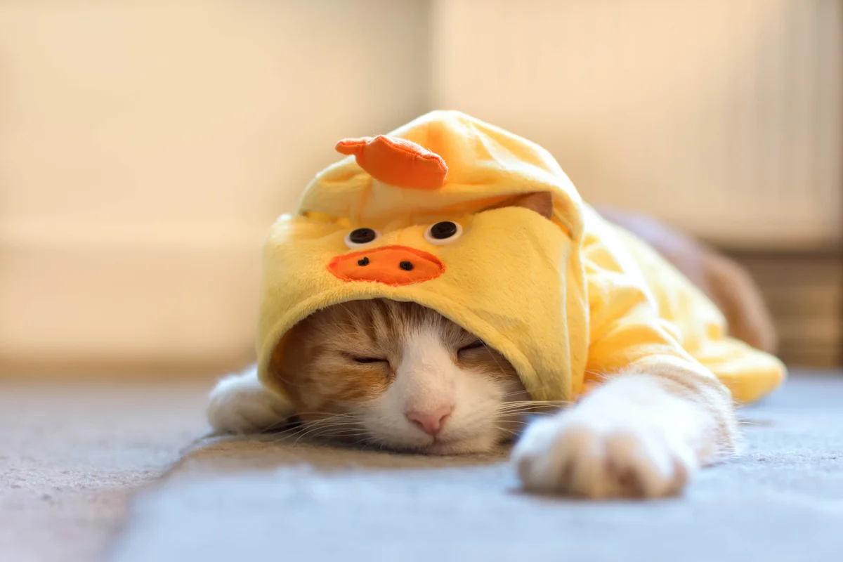 Sleepy cat wearing duck costume