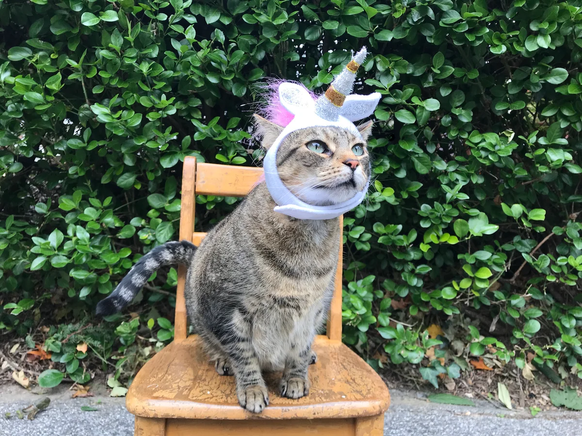 Cat wearing unicorn hat