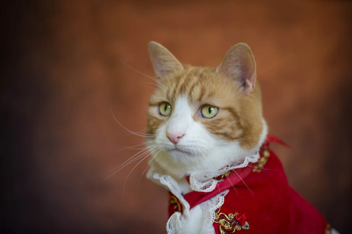 Sophisticated cat wearing fancy red jacket