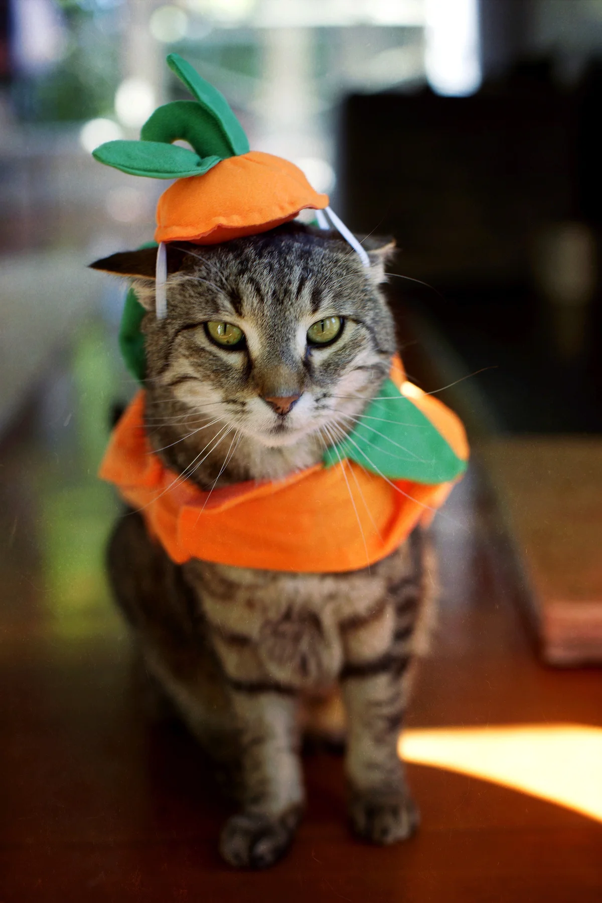 Cat wearing pumpkin costume