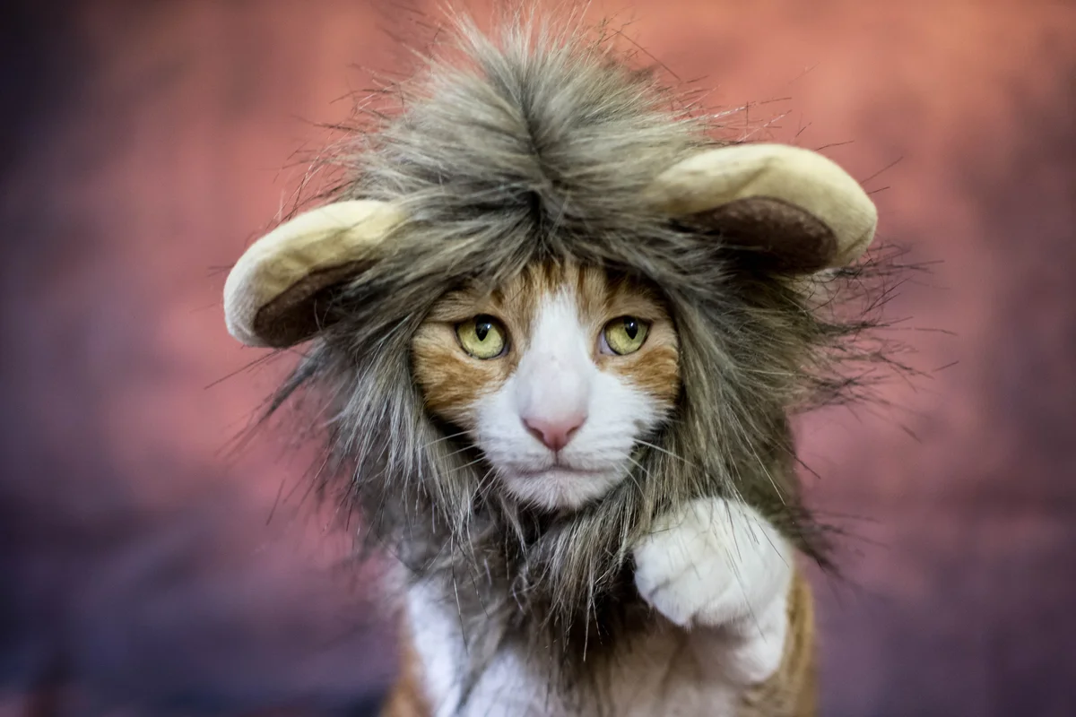 Cat in a lion costume