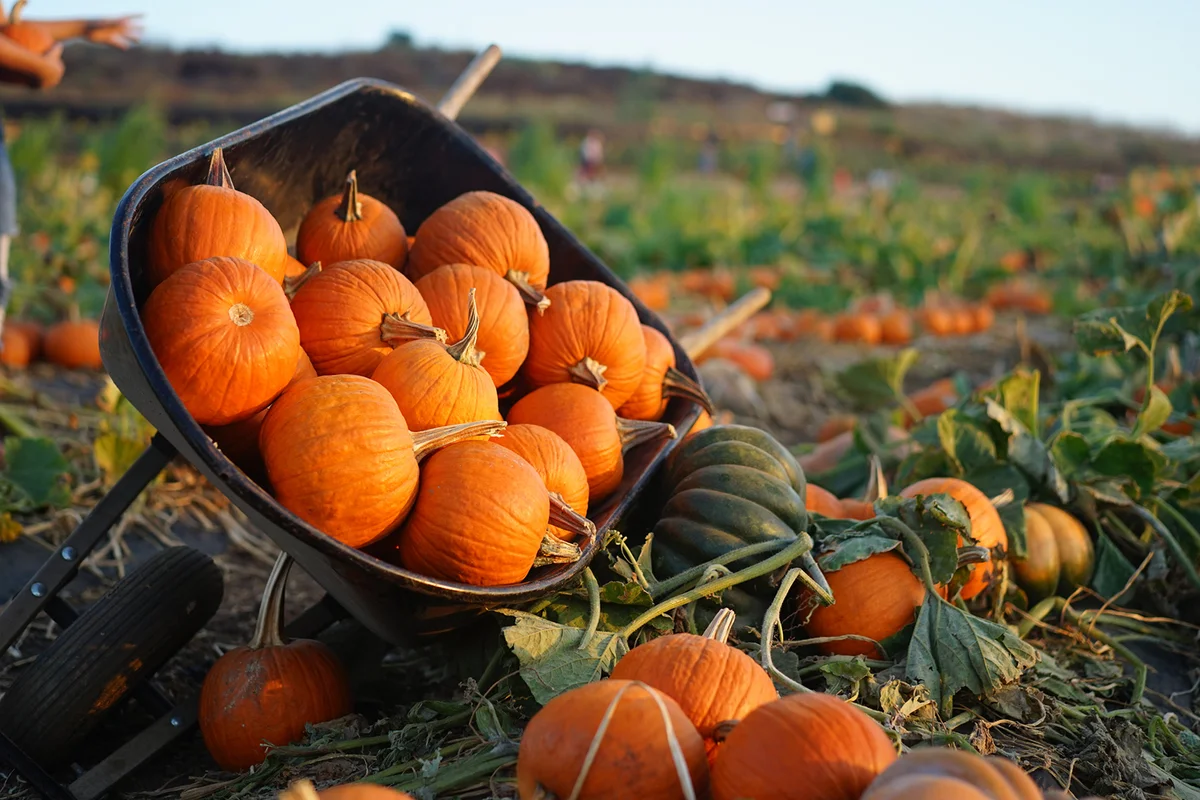 Wheelbarrow full of pumpkins