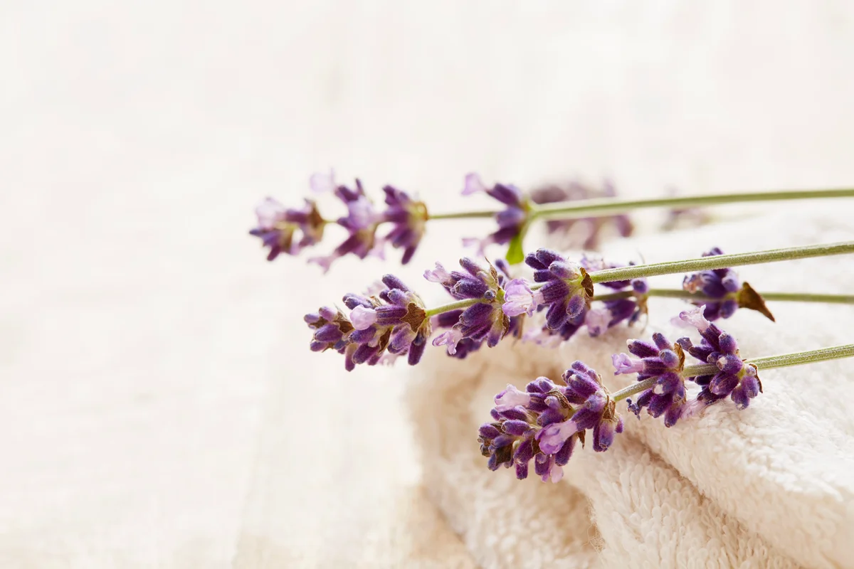 Lavender sprigs