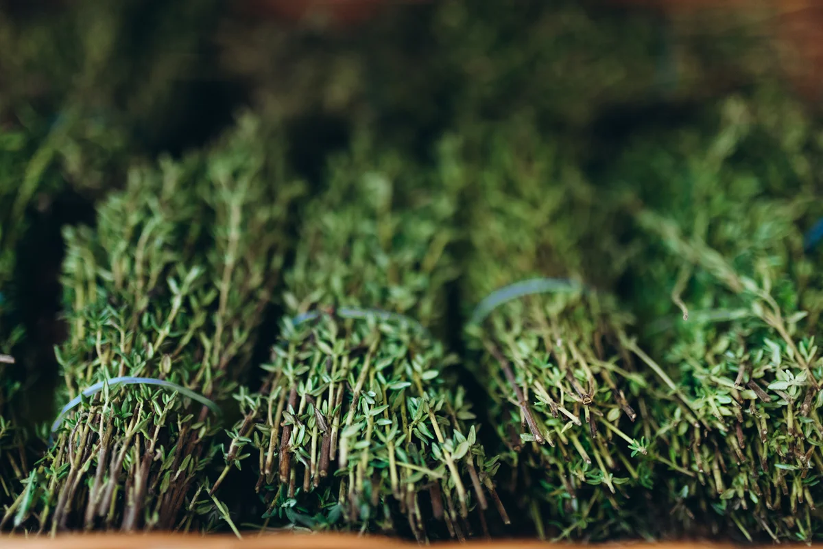 Sprigs of thyme
