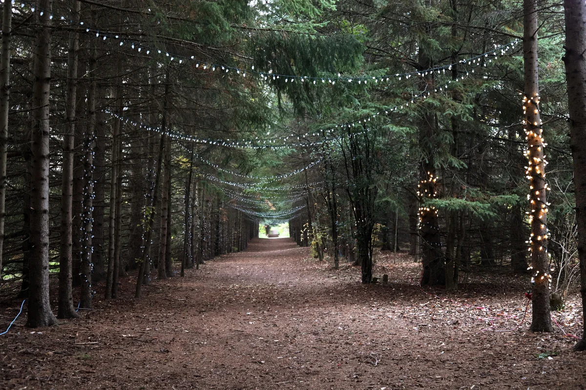 A pine tree forest lit with twinkle lights