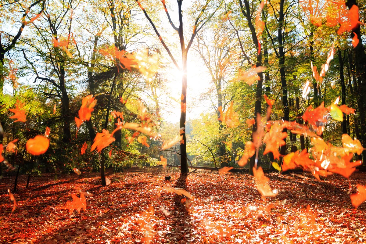 Falling autumn leaves in a forest