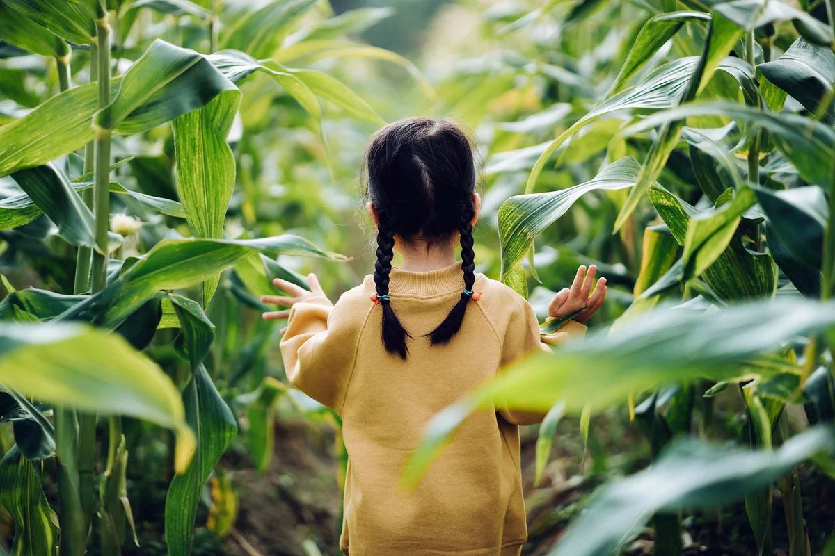 girl walking through corn field