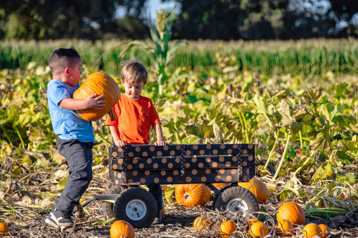 Children boys picking up pumpkins at a pumpkin patch