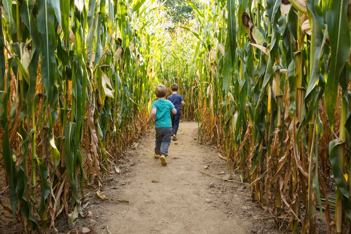 Full length of carefree brothers running through corn maze