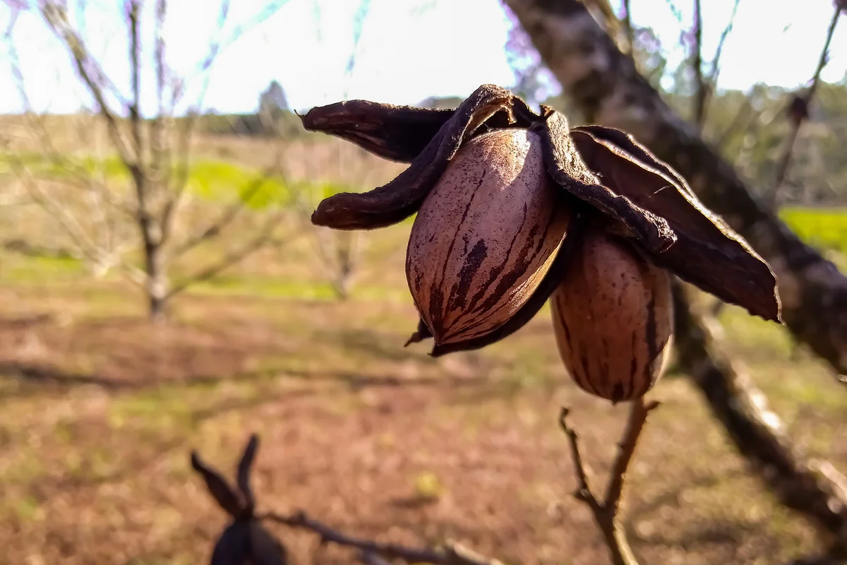 Pecan tree