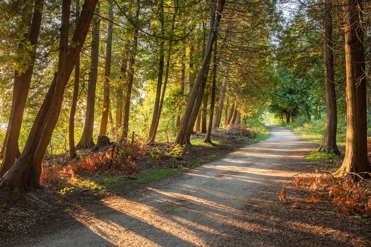A path through the forest during sunset