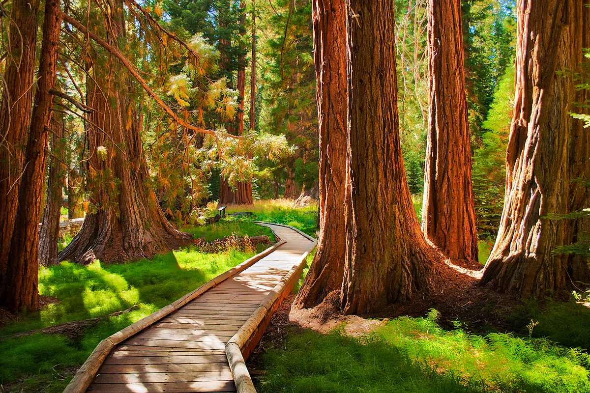 Sequoia National Park, California