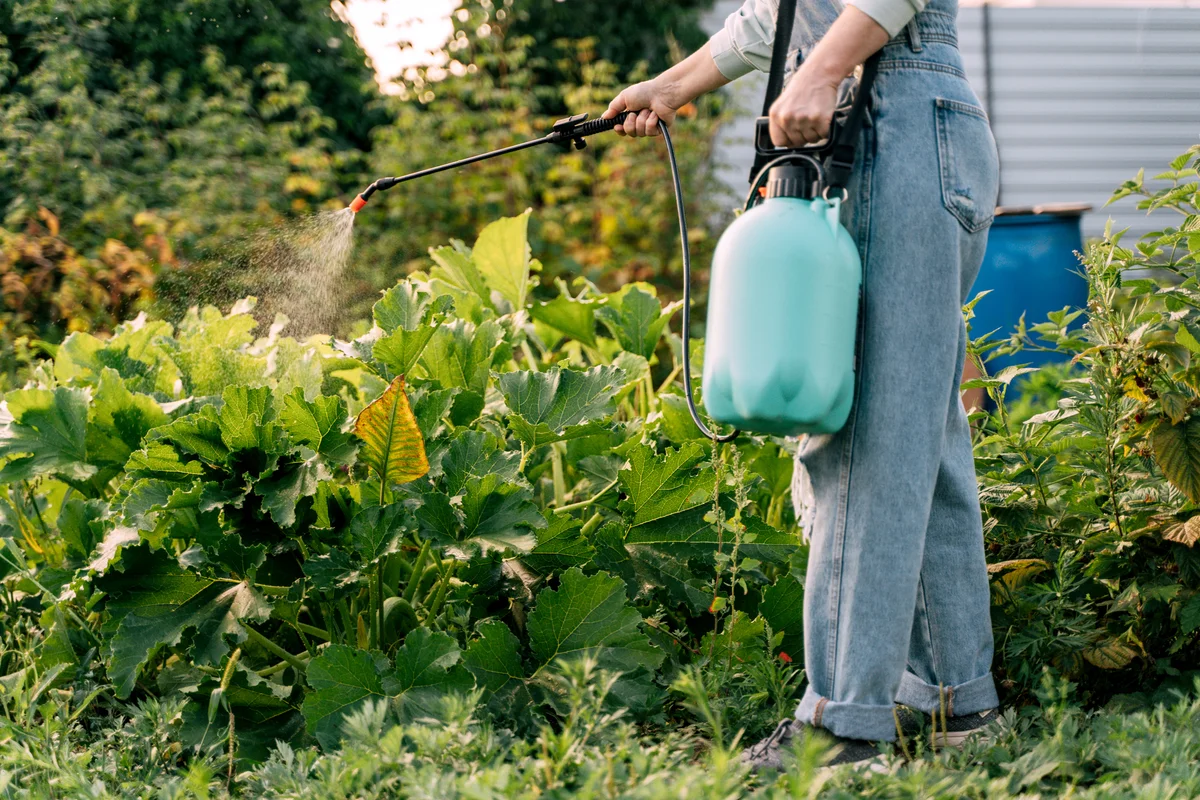 spraying pesticide in the garden