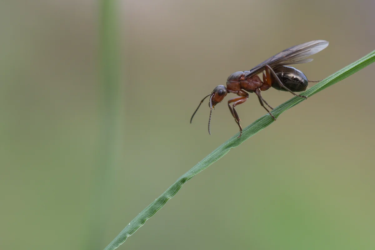 flying ant