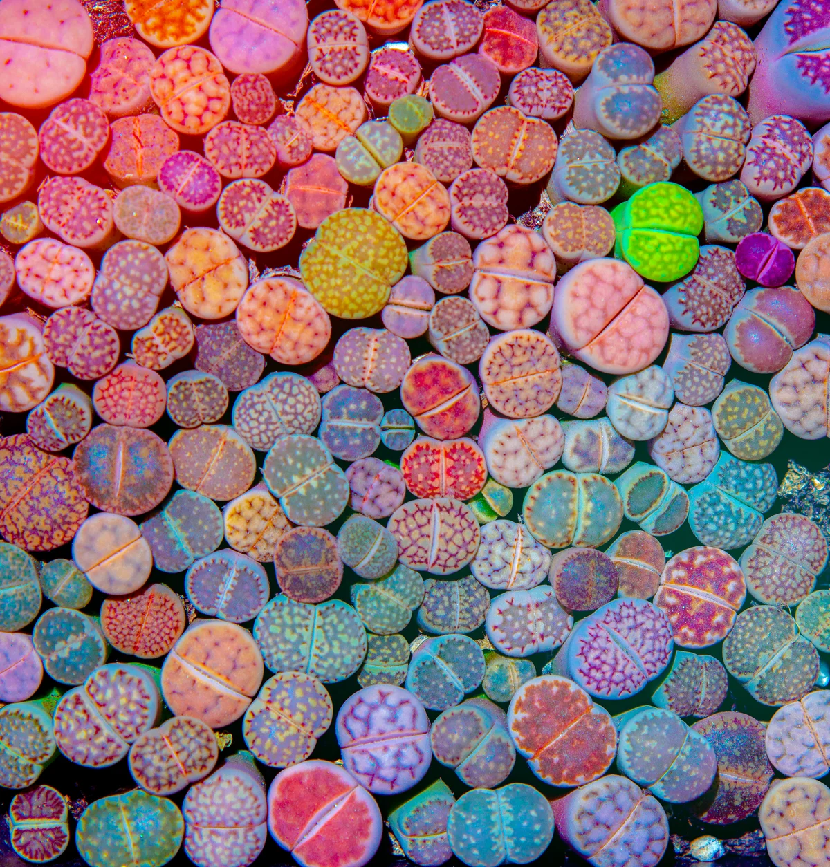 Colorful close up of lithops living stones