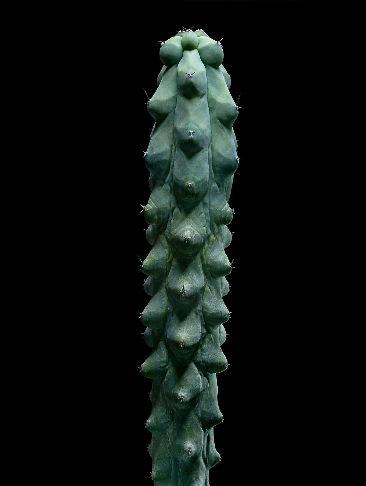Tall cactus that appears to be covered in breasts