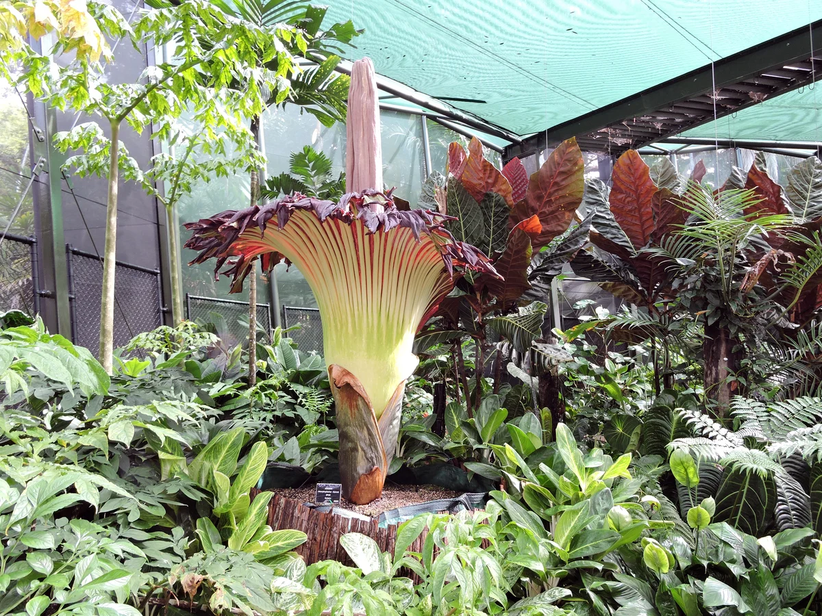 Large corpse flower in green house