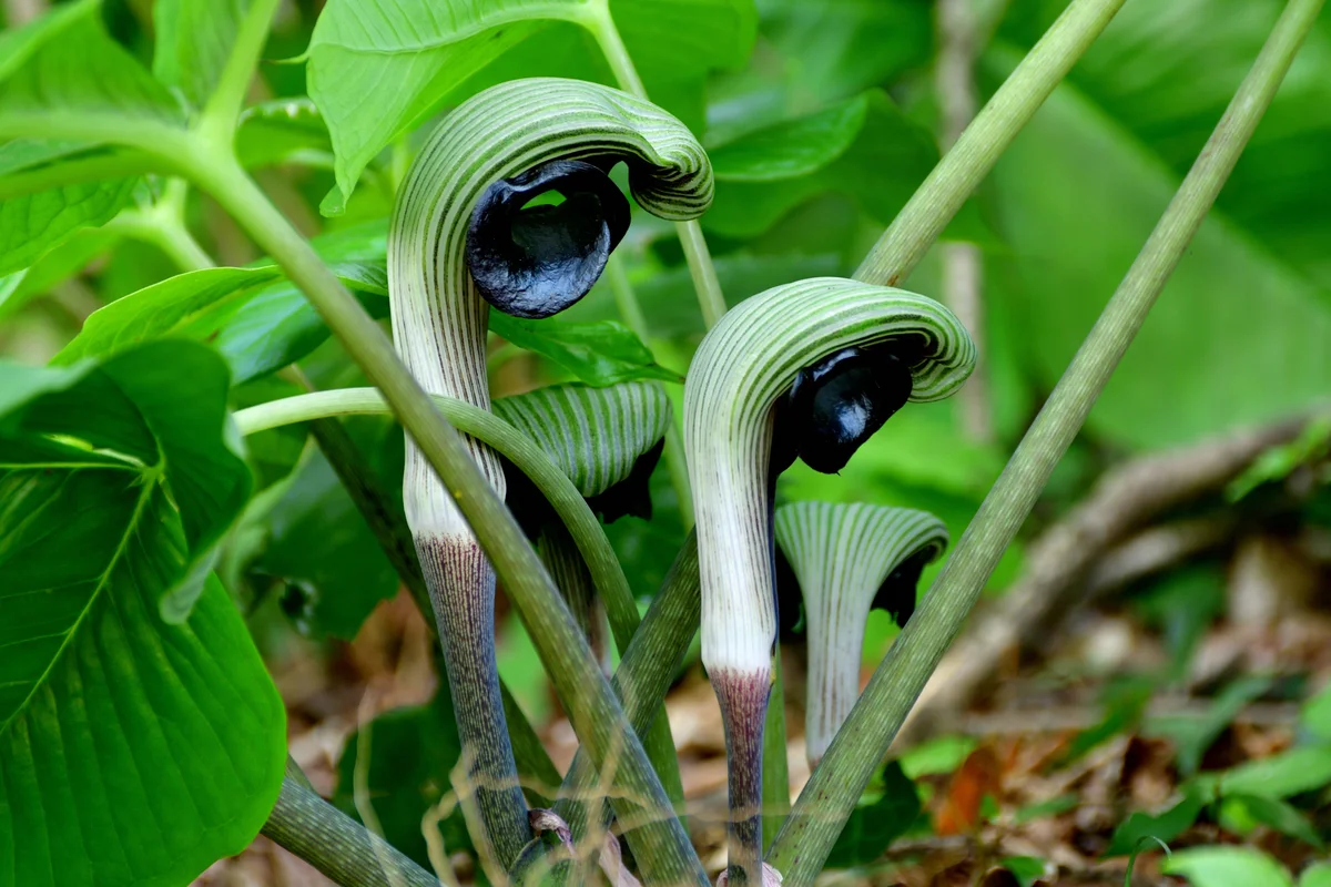 Picture of two cobra lilies