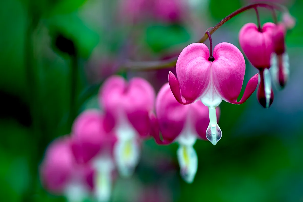 Asian bleeding heart flower