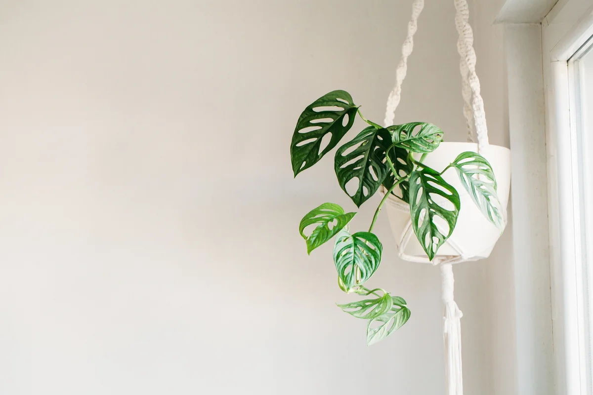 Monstera leaves