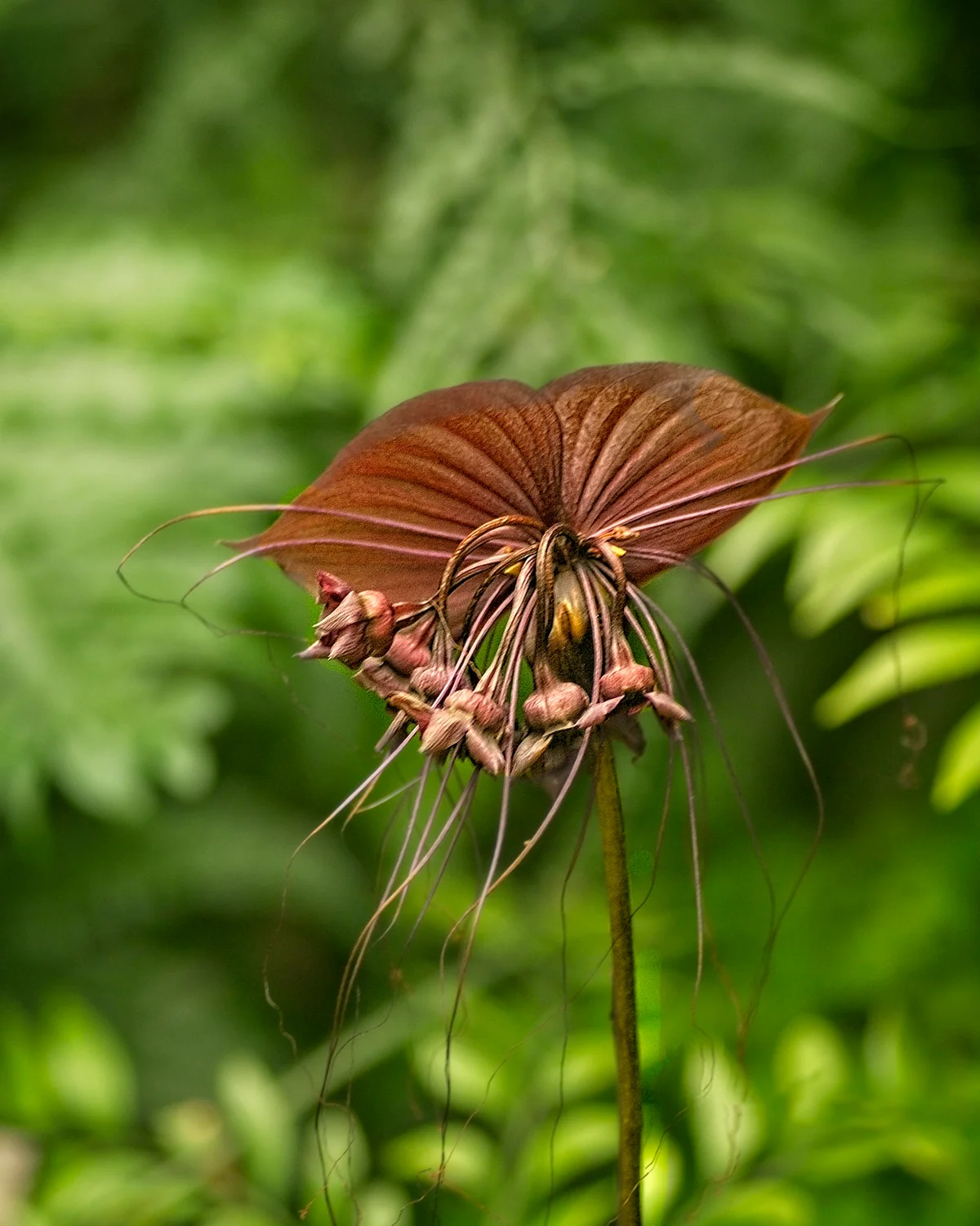Black bat flower