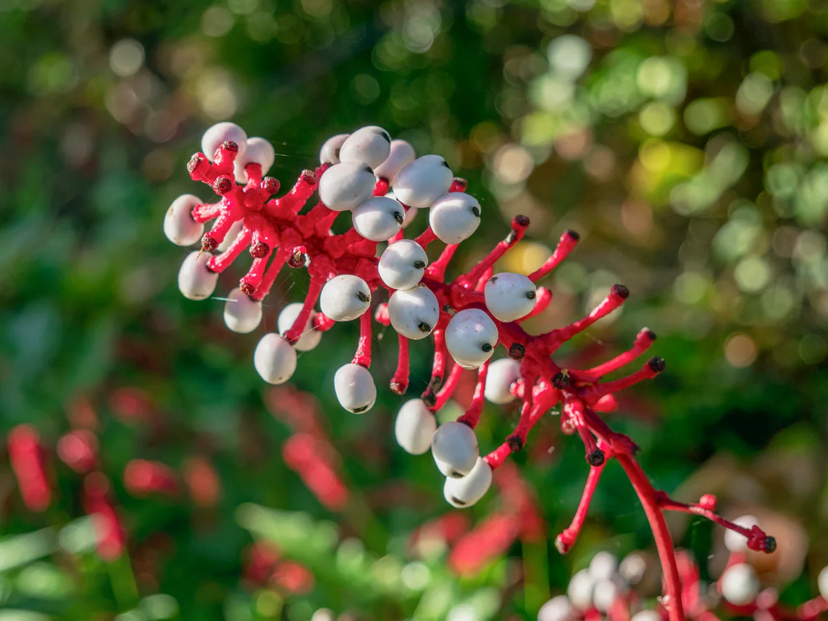 Doll's eyes plant