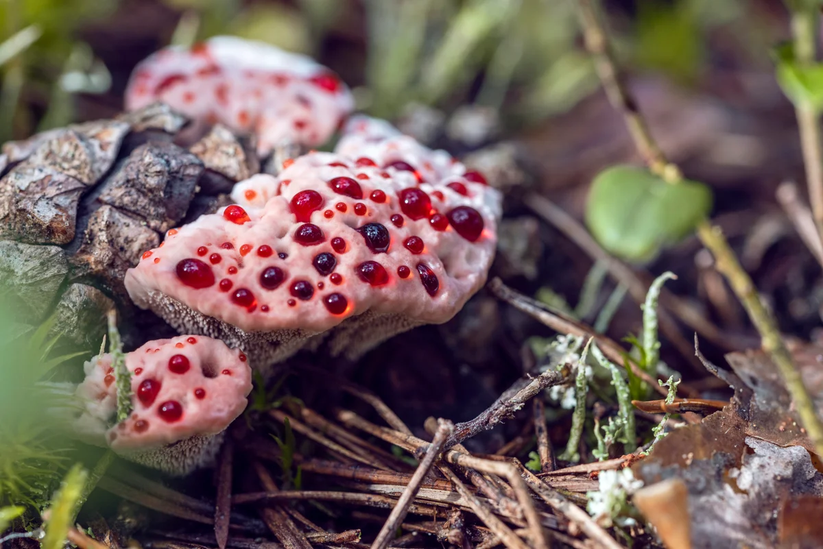 Devil's tooth fungus