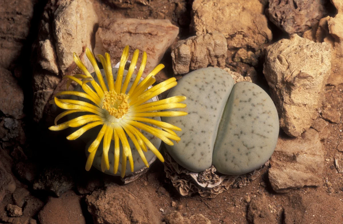 Lithos living stone plant with yellow flower