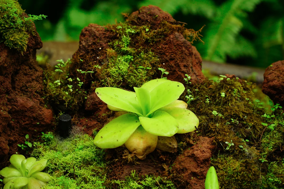Butterwort green plant