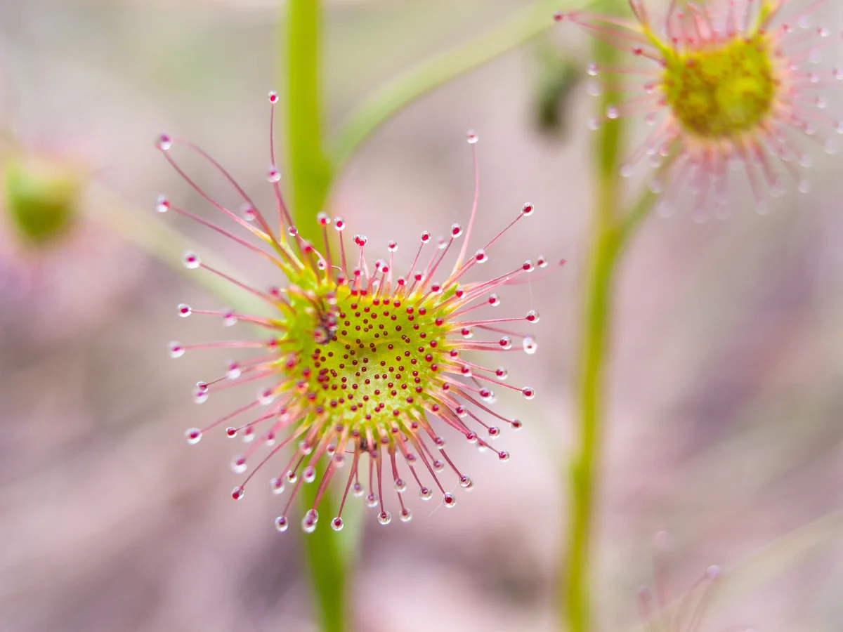 Sundew plant