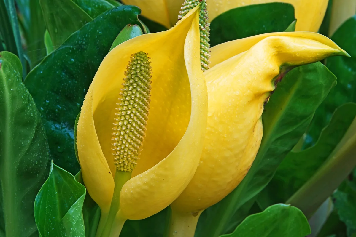 Yellow skunk cabbage plant