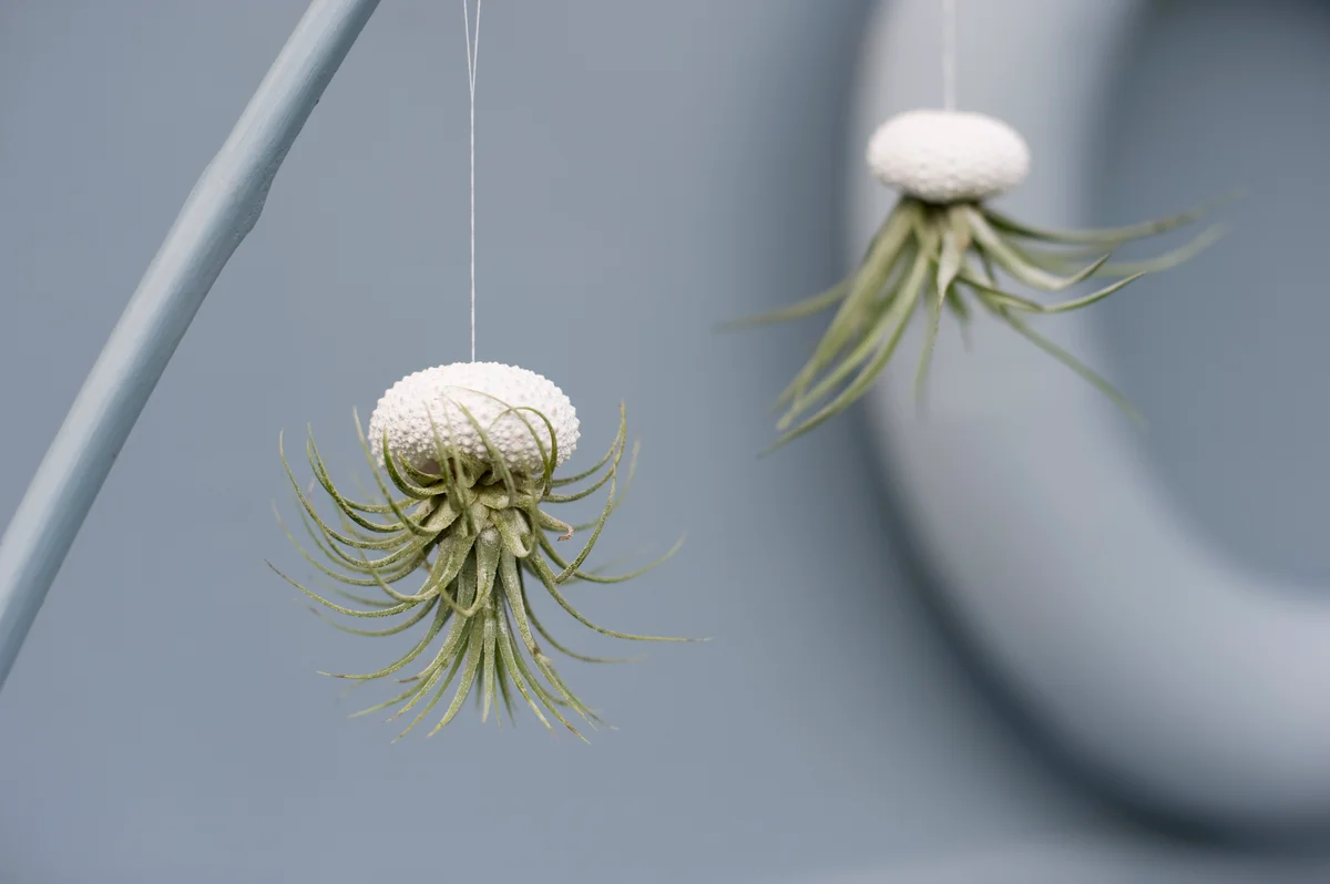 Jellyfish air plants