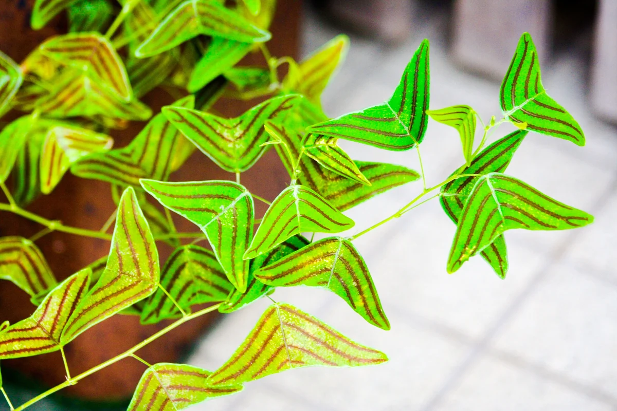 Butterfly wing plant