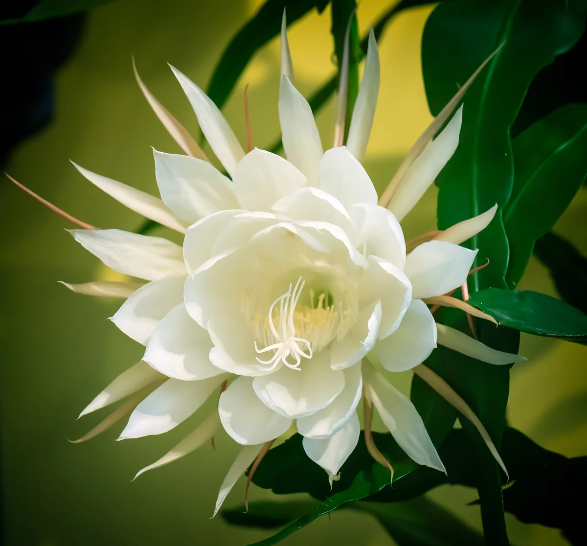Night-Blooming Cereus