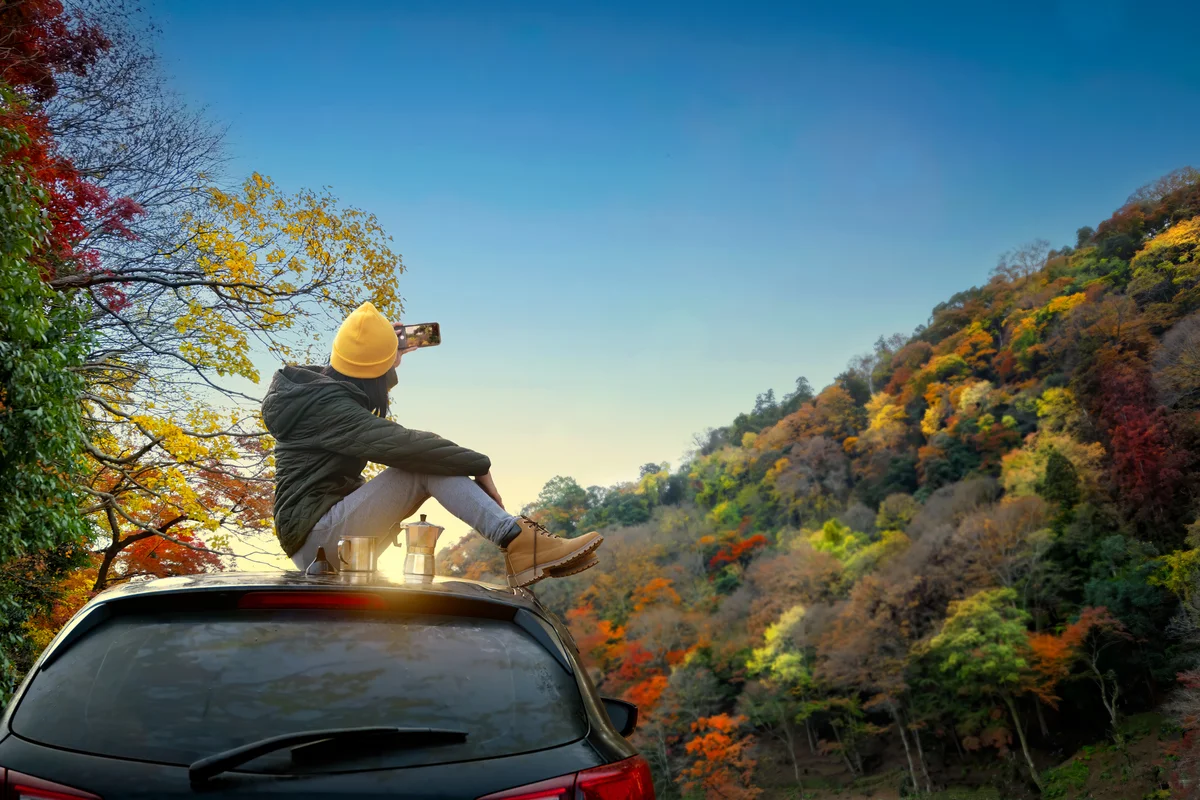 fall leaves