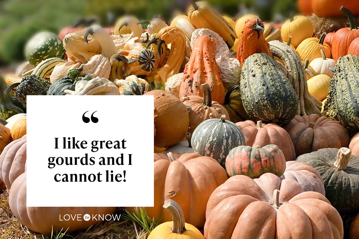 Patch of variously colored pumpkins, gourds and squash