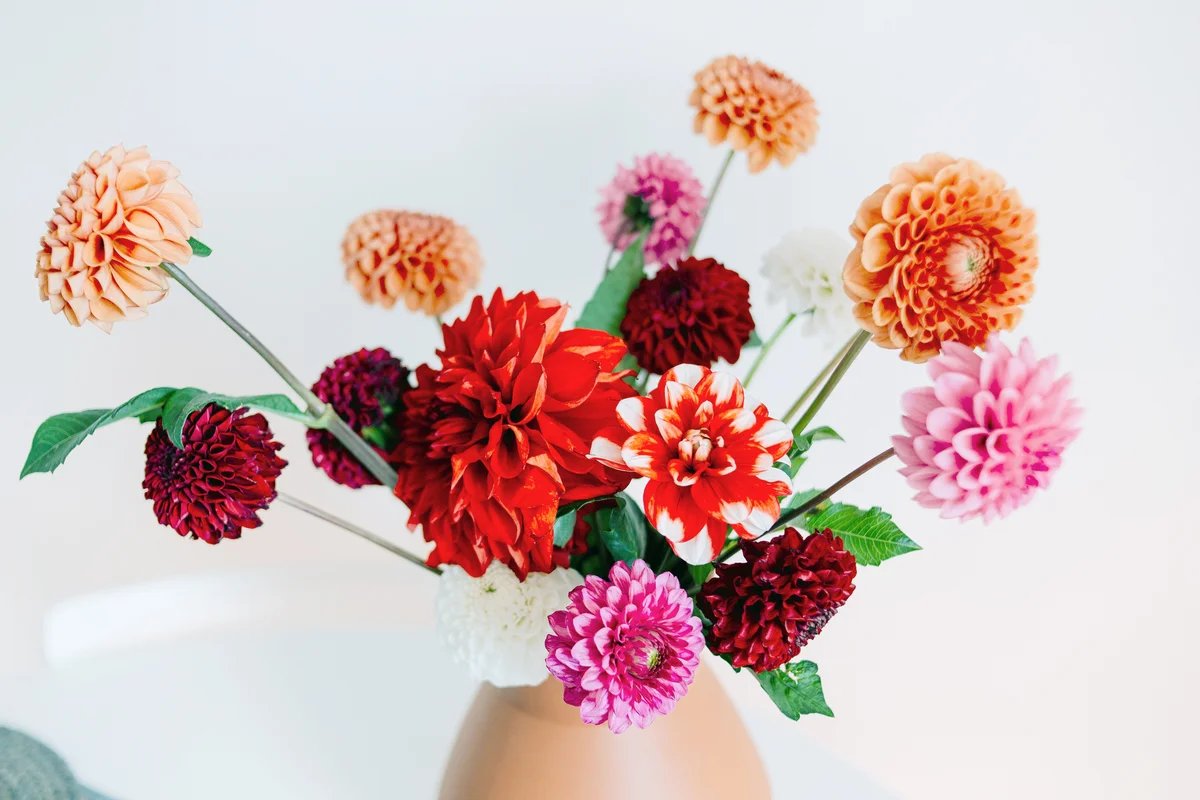 Dahlias in autumn vase
