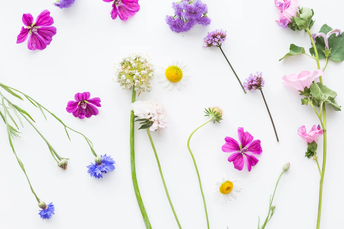 Colorful flat lay of dainty summer flowers